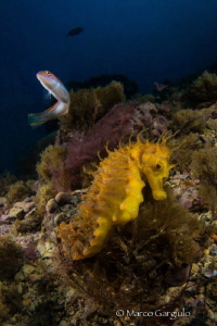 Yellow Seahorse & friend by Marco Gargiulo 